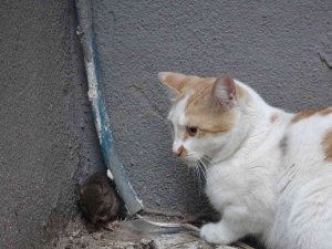 Kedinin Fare İle Oyunu