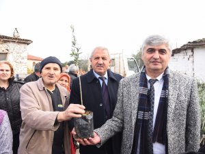 Tarım Arazisi Yanan Üreticilere Fidan Desteği