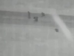 Aç Kalıp Yola İnen Ayılar Kameralar Tarafından Görüntülendi