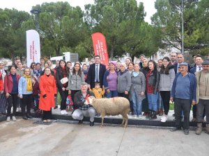Kadın Üreticilere 400 Koyun Ve 16 Koç Dağıtıldı