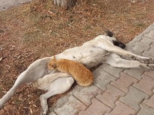Tunceli’de Sokak Köpeği, Kediyi Emzirdi