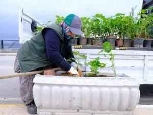 Rengârenk Sardunyalar Ayvalık’ı Süslüyor