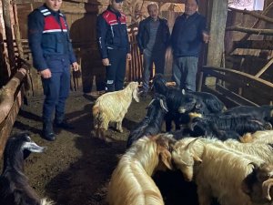Kayıp Hayvanlar 10 Saat Sonra Bulundu