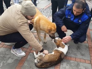 Köpek Kazada Yaralan Arkadaşının Yanından Ayrılmadı