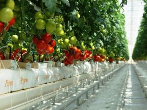 Uşak’ta 3 Bin Kişiye İstihdam Sağlayacak Sera Osb Projesi Hazırlandı