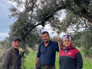 Aydın’da Zeytin Bahçeleri Denetlendi, Çiftçiler Bilgilendirildi