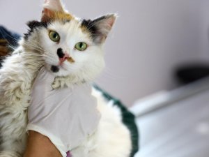 Ev Hayvanlarını Kimliklendirmeyenlere 3 Bin 642 Tl İdari Para Cezası