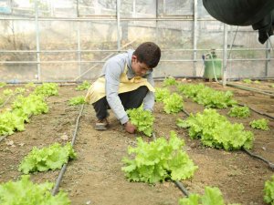 Öğrenciler Serada Yetiştirdikleri Ürünlerden Gelir Elde Ediyor