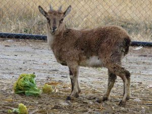 Yavru Dağ Keçisi, Sürüsüyle Buluşacağı Günü Bekliyor