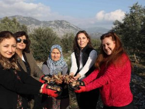 Büyükşehirden Kadın Kooperatiflerine Nergis Ve Frezya Soğanı Desteği