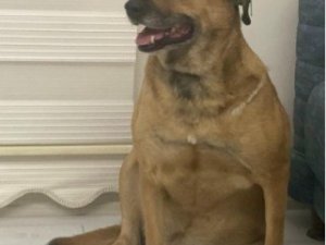 Köpeği Tüfekle Öldüren Yaşlı Adama 5 Yıl 9 Ay Hapis Cezası