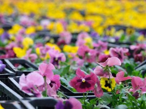 Expo 2023, Her Mevsim Kahramanmaraş’ı Rengarenk Yapacak