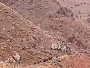 Aç Kalan Domuzlar, Sürü Halinde Yiyecek Ararken Görüntülendi