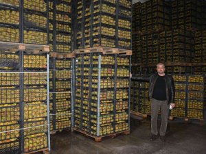 Romanya, Makedonya Ve Ukrayna’ya Ayva Ve Karyağdı Armudu İhracatı