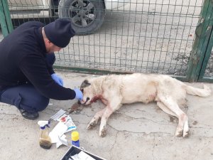 Kurtların Saldırısına Uğrayan Köpek Tedavi Altına Alındı