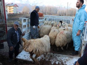 Tunceli’de 16 Üreticiye 400 Koyun Dağıtıldı