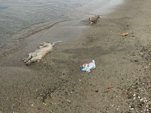 Erdek’te Hayvan Katliamları Dur Durak Bilmiyor