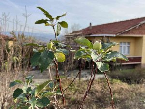 Çanakkale’de Elma Ağacı 2’nci Kez Meyve Verdi