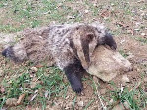 Nesli Tükenme Tehlikesi Altında Olan Porsuk Ölü Bulundu