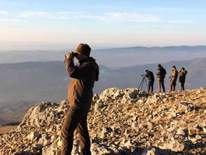 Yaban Keçilerinin Cinsiyeti, Yaşı Ve Türleri Belirleniyor