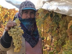 Bağlarda Örtü Altında 300 Ton Üzüm Kesimi Bekliyor