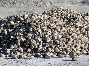 Sivas’ta Buğdayın Ardından Şeker Pancarında Da Rekor