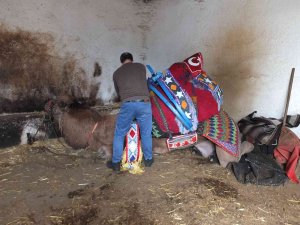 Balıkesir’de Develer Güreşlere Hazırlanıyor