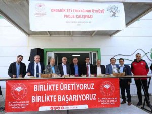 Muğla’da ’Organik Zeytinyağının Öyküsü’ Projesi Tanıtım Toplantısı Gerçekleştirildi