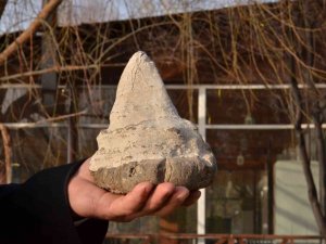 Elbistan’da Köpekbalığının Atası Sayılan 20 Milyon Yıllık Megalodon Dişi Bulundu