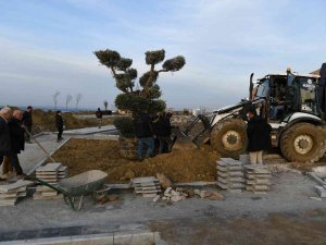 Lapseki’de Millet Bahçesine 350 Yıllık Zeytin Ağacı Dikildi