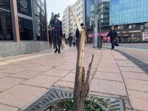 Bu Ağacın Suçu Ne?