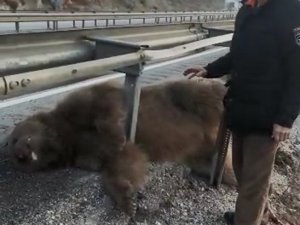 D100 Karayolunda Aracın Çarptığı Ayı Telef Oldu