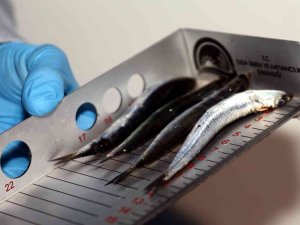 Uygunsuz Avlanmaya Geçit Yok