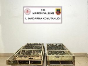 Bin Adet Saka Kuşu Bulunduran Şahsa 1 Milyon 200 Bin Lira Ceza