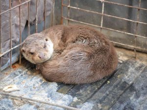 Sinop’ta Yaralı Halde Bulunan Su Samuru Tedavi Altında