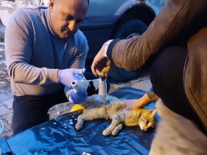 Araç Çarpan Kedi Yaralandı