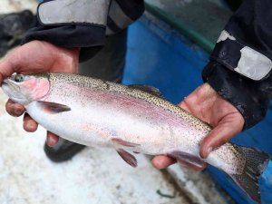 Denizi Olmayan Şehirden Binlerce Ton Balık İhraç Ediliyor
