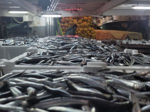 Karadeniz’de Hamsi Bolluğu: Tekneler Binlerce Kasayla Döndü