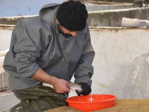 Antalya’da Alabalık Üretimi İçin Sağım İşlemi Başladı