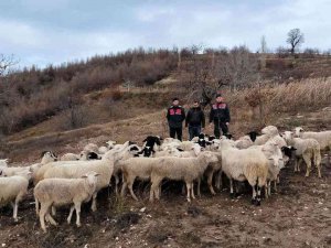 Aydın Köşk’te Kaybolan 50 Koyun, İ̇zmir Ödemiş’te Bulundu
