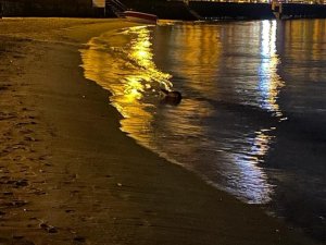 Su Samurunu Görenler Hayrete Düştü