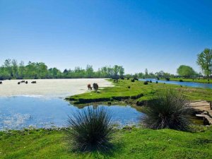 Kızılırmak Deltası 50 Binden Fazla Ziyaretçiyi Ağırladı