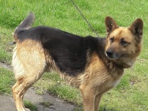 Kayıp Köpeğini Bulana Para Ödülü Verecek