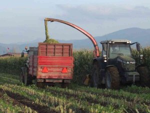 Mısır Silajına İlgi Arttı