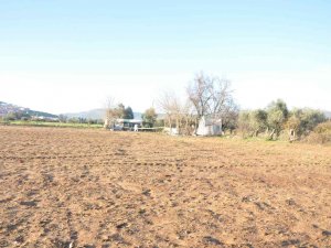 Muğla’da Tarlada Erkek Cesedi Bulundu