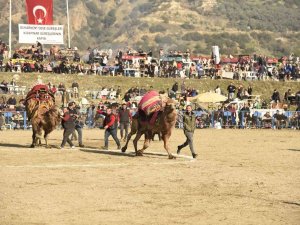 Aydın’da Ünlü 150 Pehlivan Deve Kıran Kırana Mücadele Etti