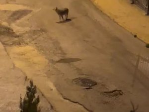 Amasya’da Kurtlar Şehir Merkezine İndi