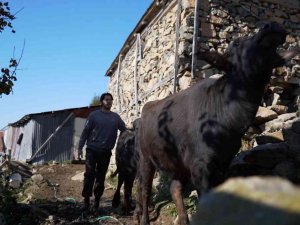 Üniversiteyi Bitirdi, Çobanlığı Tercih Etti