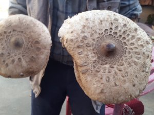 Devasa Mantar İlgi Odağı Oldu