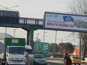 Başıboş Atlar Yollarda Cirit Atıyor